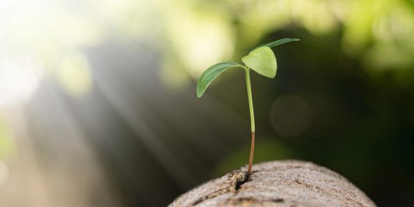 Young plant sprouting from soil with sunlight.