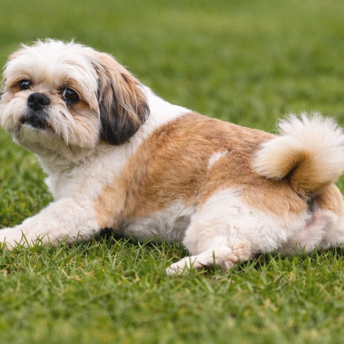 Shih Tzu dragging its bottomc across green grass outdoors, demonstrating classic dog scooting behavi