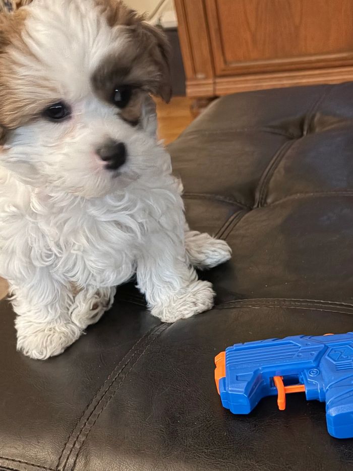 Frankie, sitting on a padded coffee table looking at a kids water pistol.