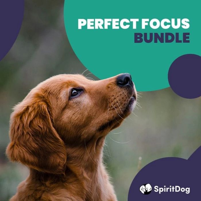 Perfect Focus SpiritDog Training course banner showing a focused Golden Retriever puppy looking up a