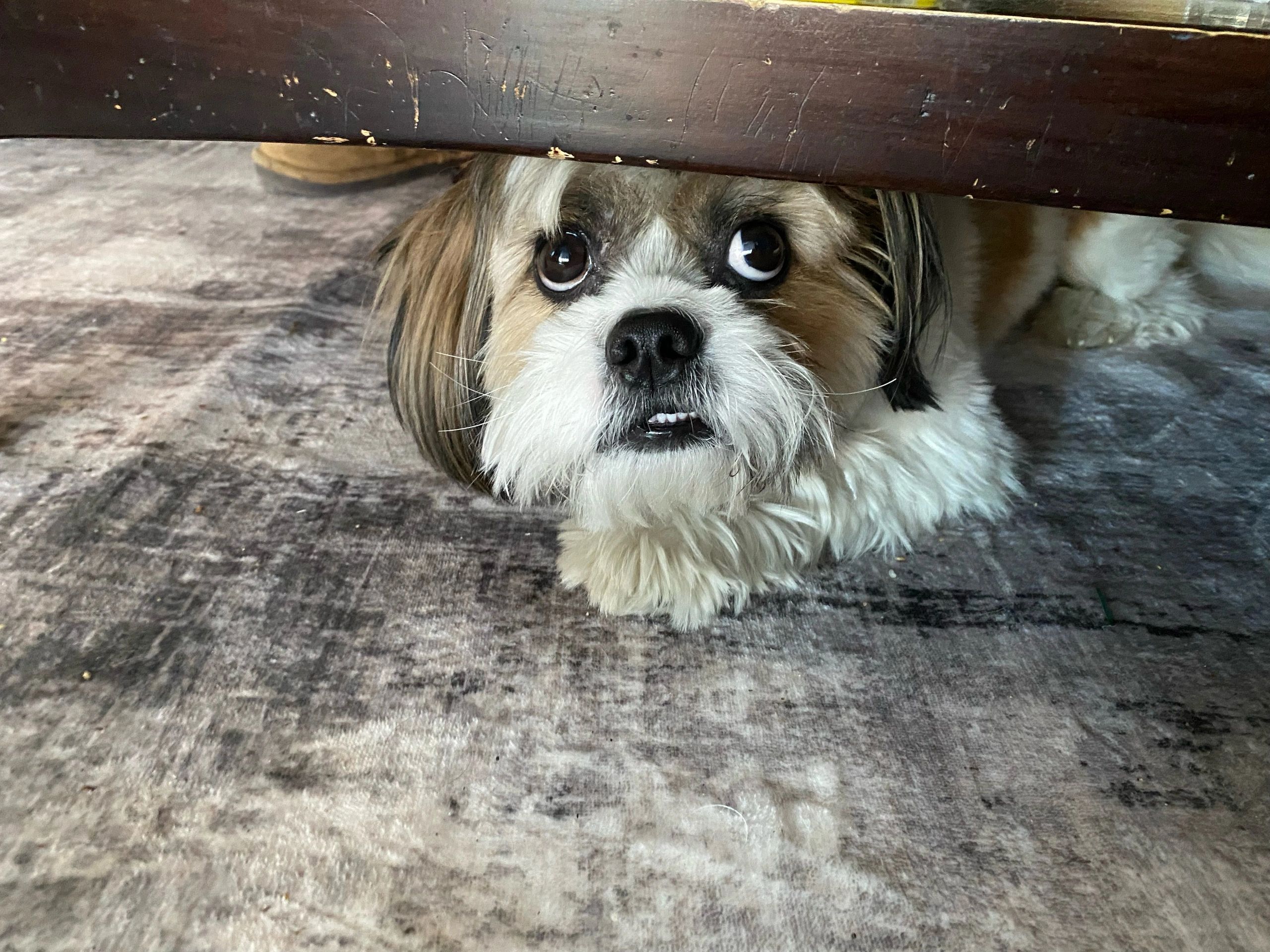 Chiens timides – Hors de leur coquille (sans briser leur moral)