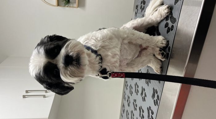 Jasper, Scotty’s B&W Bichon Shih Tzu cross sitting on the examination table waiting for the Vet