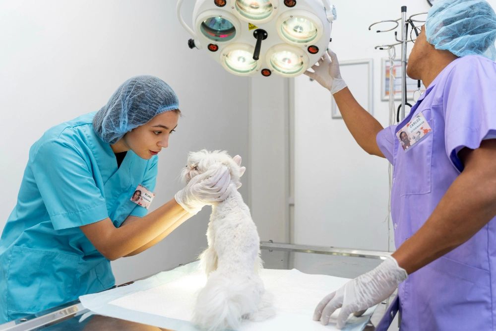 Before the Doors Open: What Keeps a Veterinary Clinic Alive