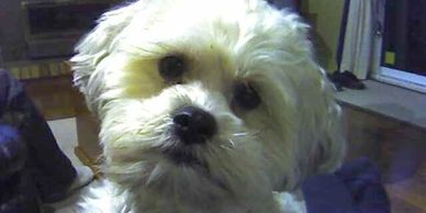 Scotty's dog blog owners dog Max, a Bichon Shih-Tzu cross