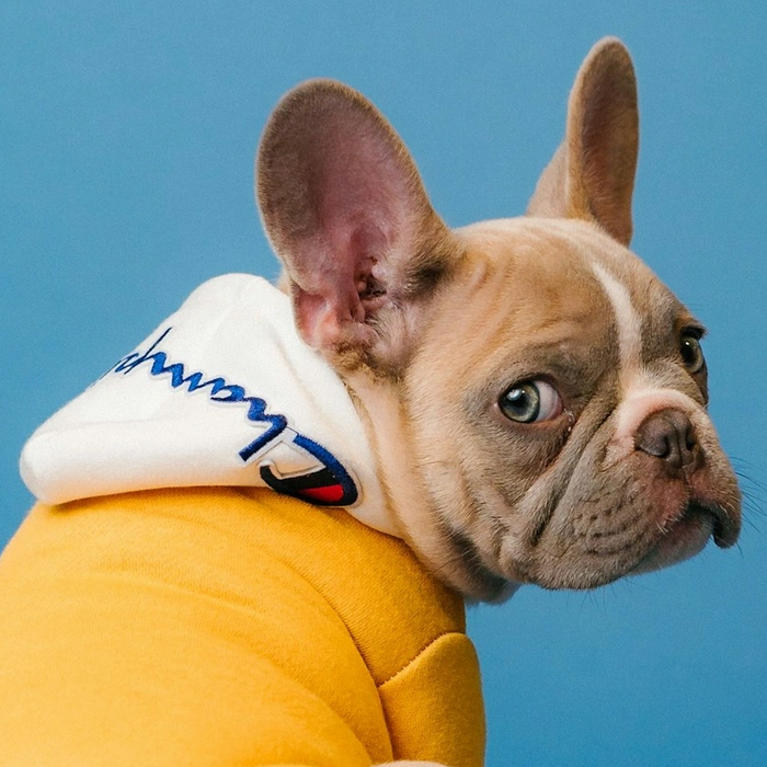 A Boston Terrier sitting and looking over his shoulder with guilt in his eyes.