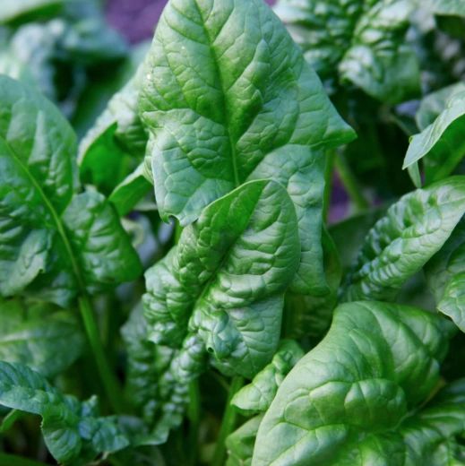 Fall CSA in Richmond, ON