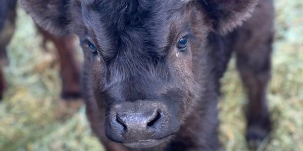 cute miniature highland bull calf