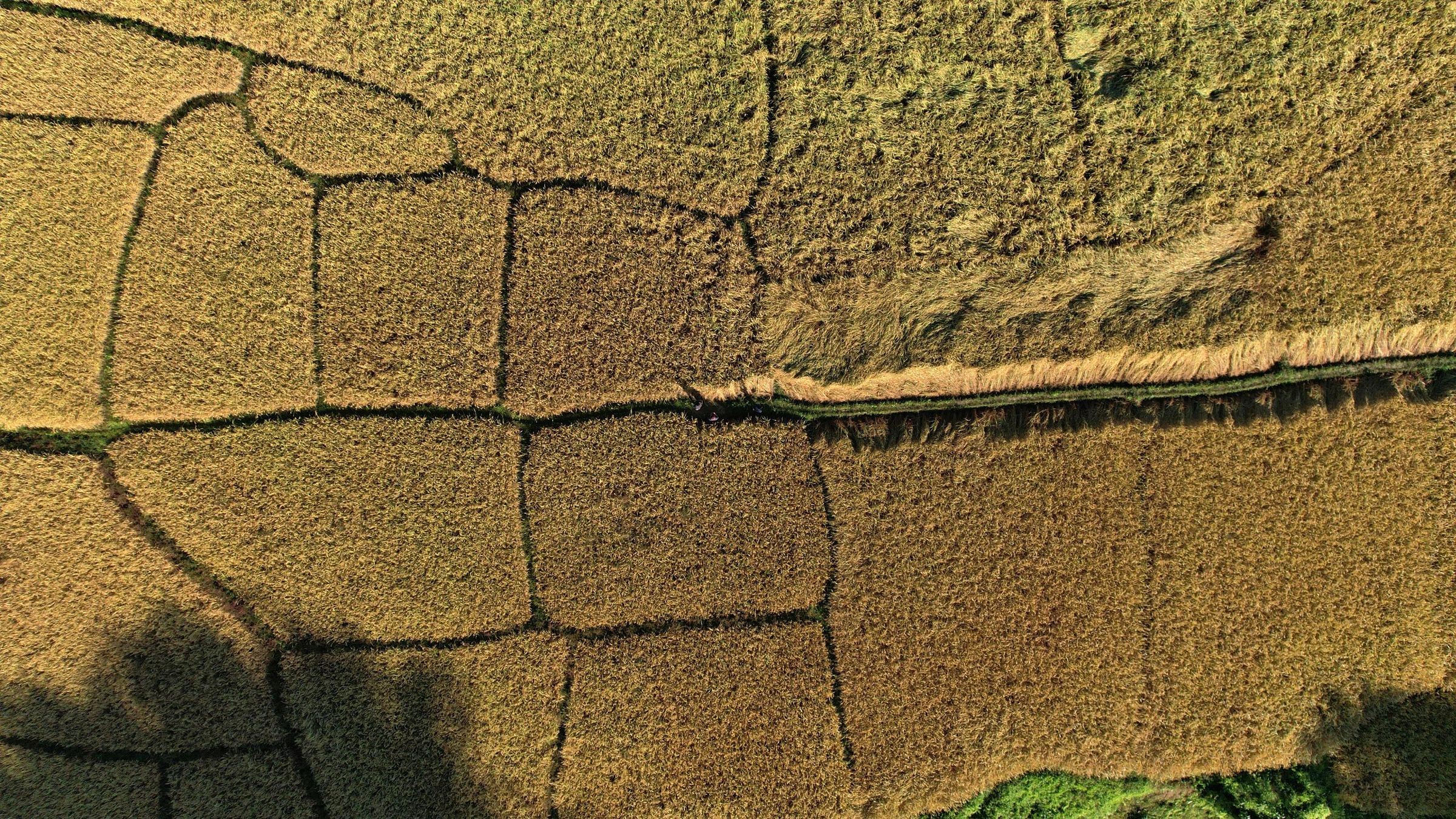 Aerial view of patchy golden fields with walking paths.