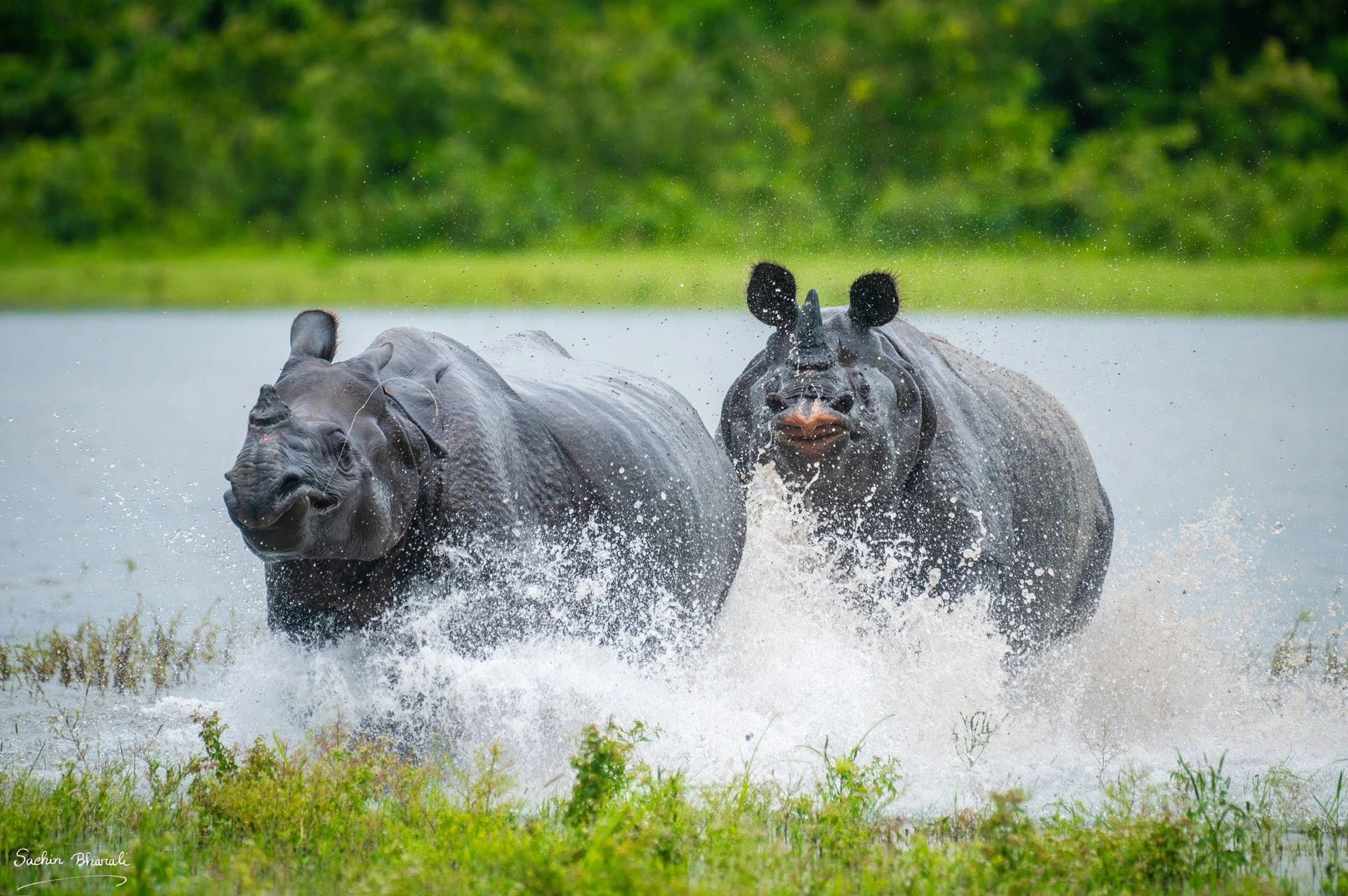 Two rhinos splashing water in a lake.