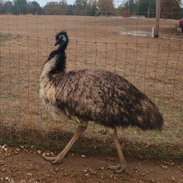 Emu Farm The Rocks Emu Arkansas - Dragonfly Emu Farms