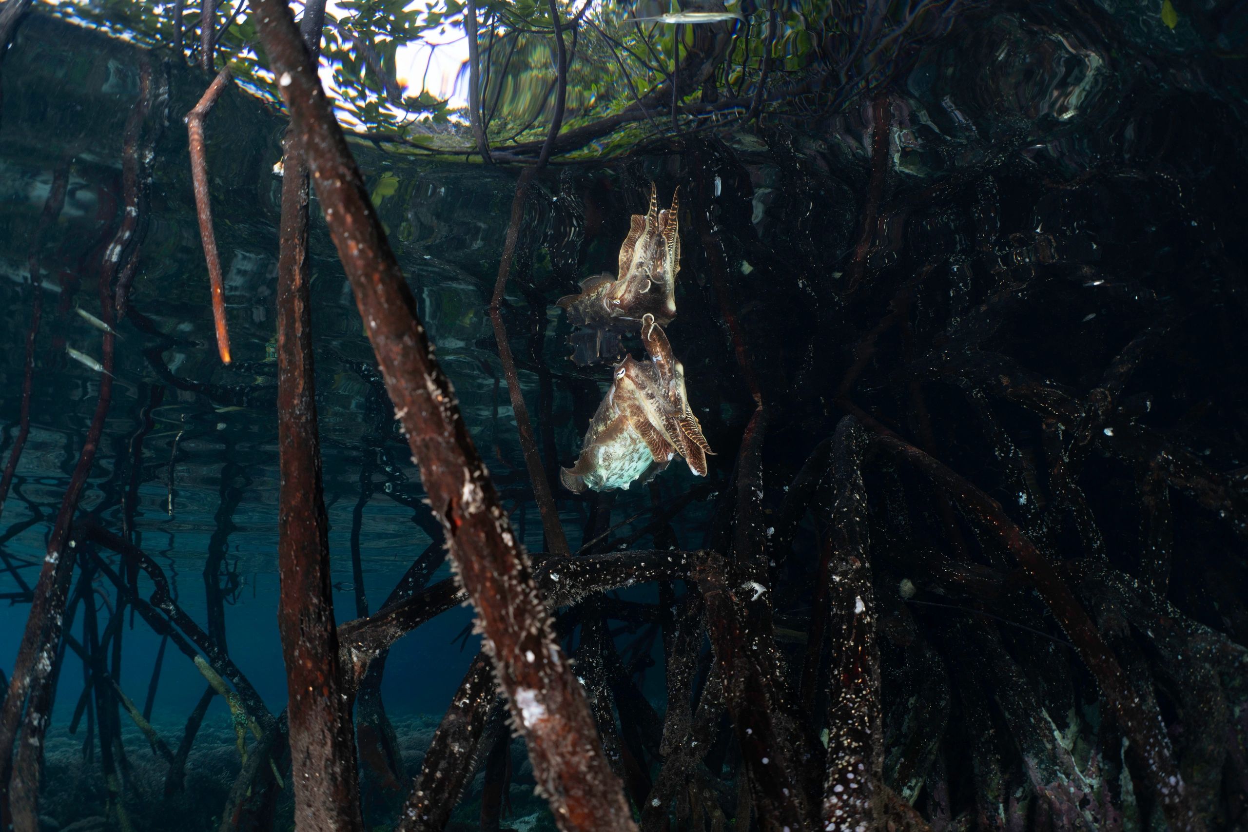 Two cuttlefish camouflaged among mangrove roots underwater.