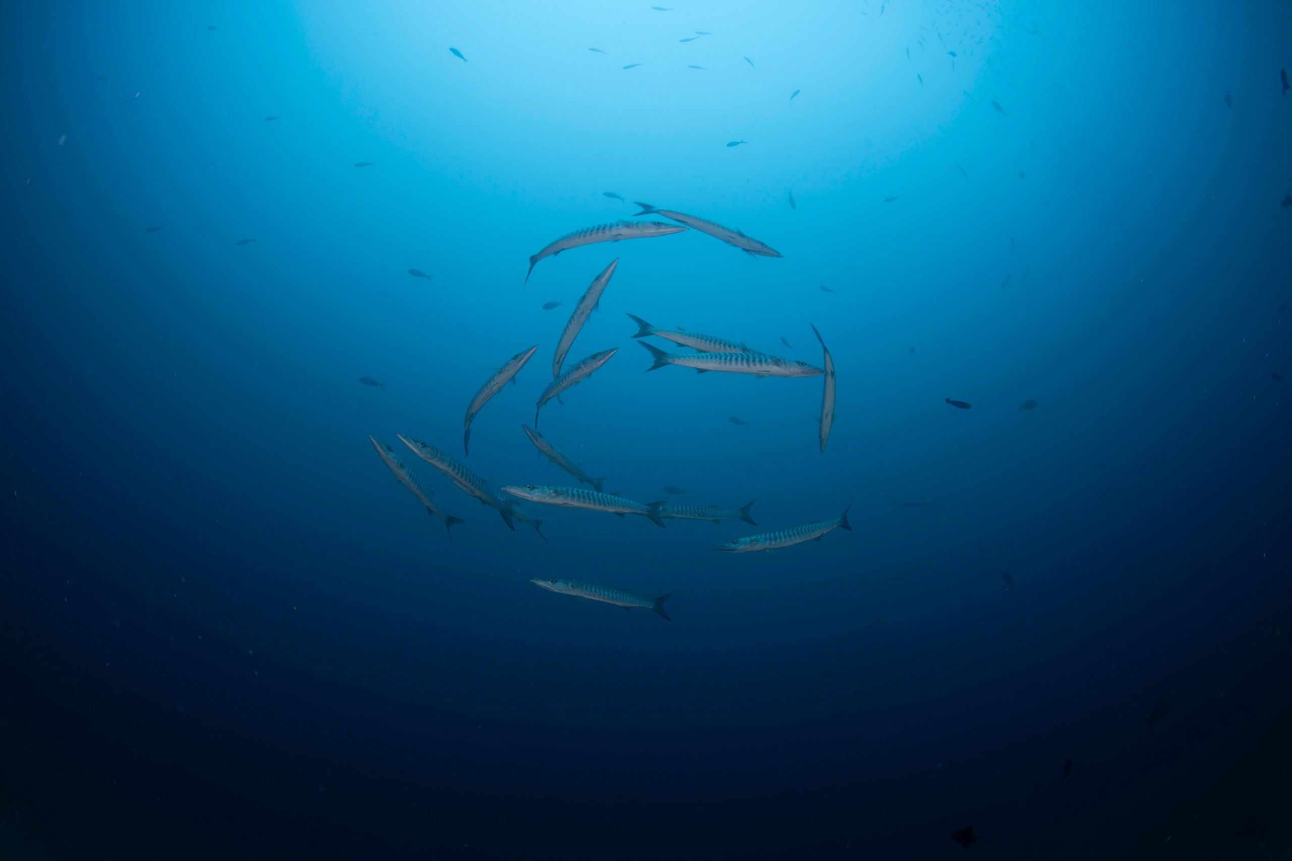 A school of barracuda fish swimming in deep blue ocean water.