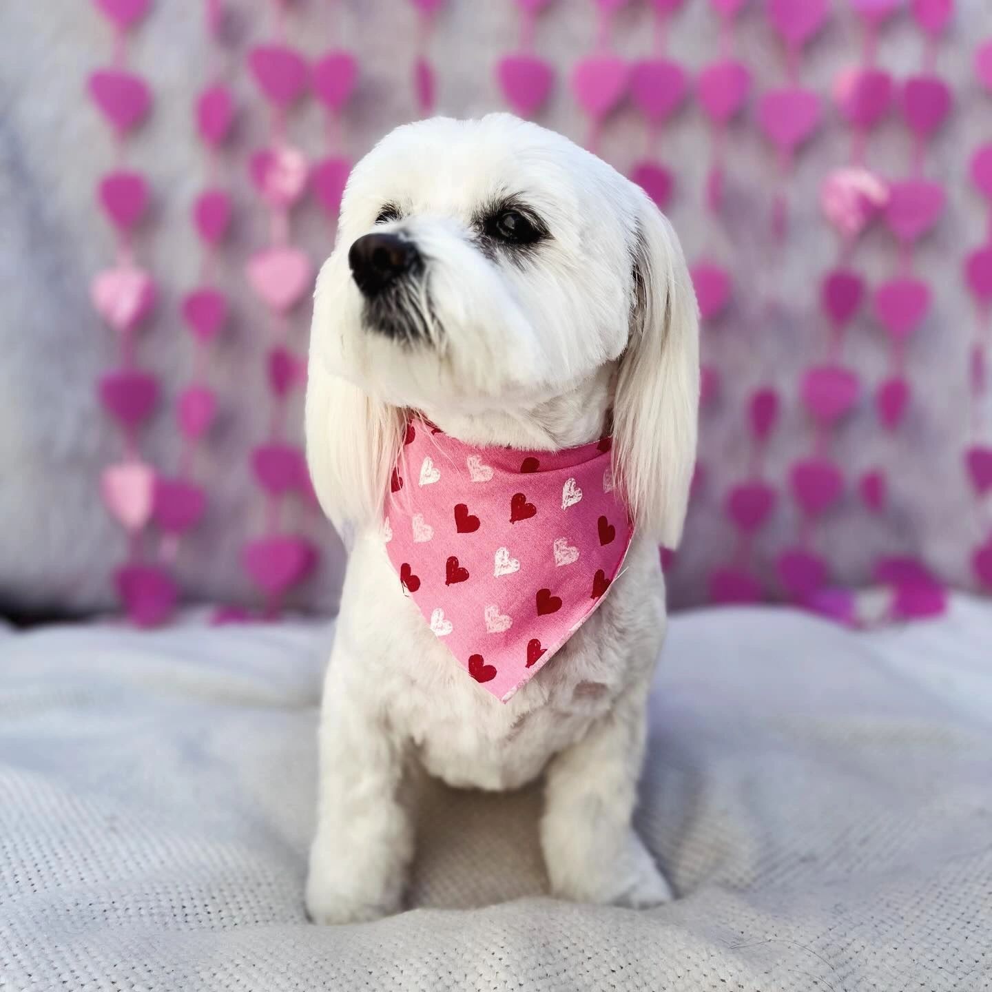 groomed maltese valentines day portrait