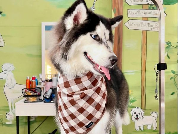 Huskey getting groomed