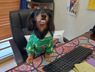 dog at computer