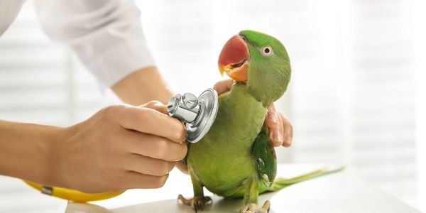 parrot with doctor