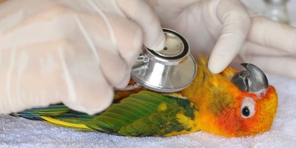 Parrot at vet