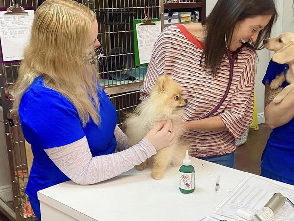 doctor doing an exam on dogs