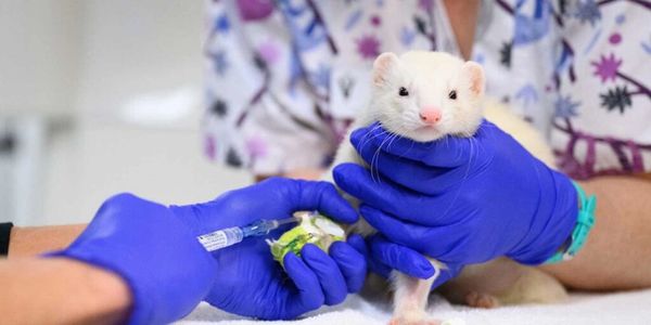 ferret at vet