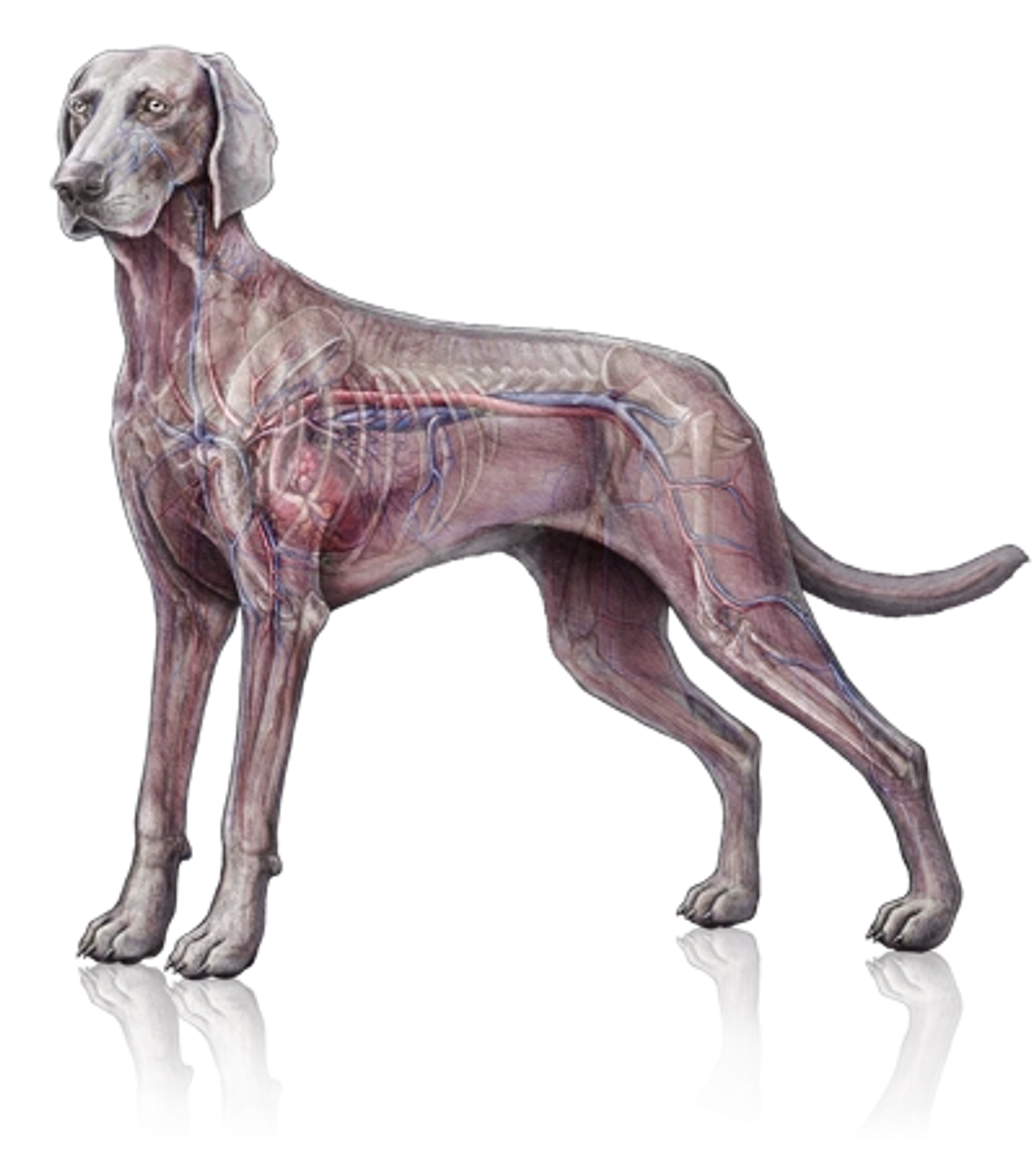 Circulatory Victoria Park Animal Hospital