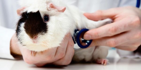 guinea pig getting exam