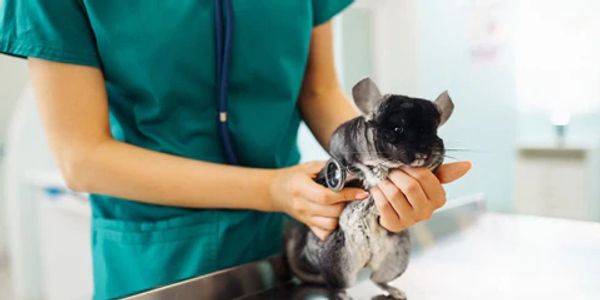 small mammal at vet