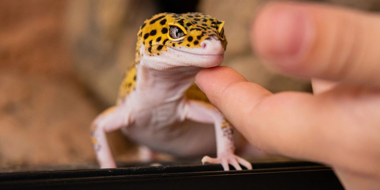 leopard gecko