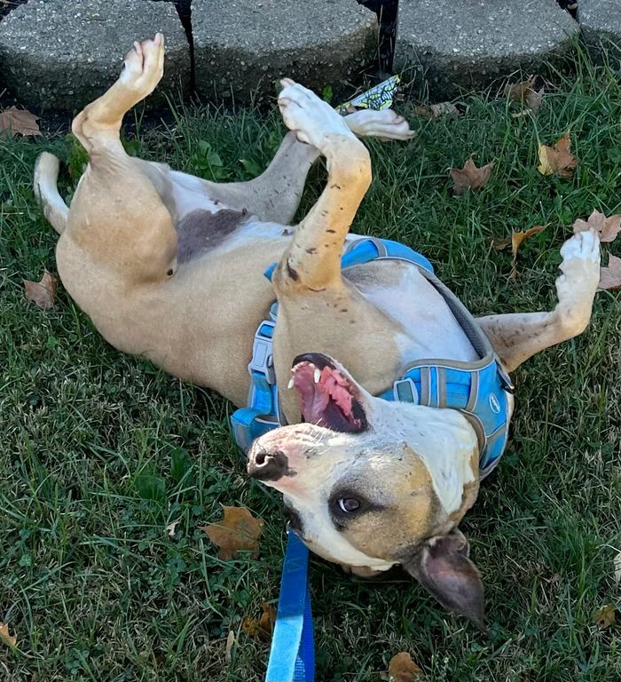Happy dog rolling on her back, wearing a blue leash and harness.
