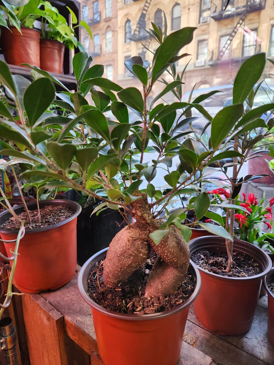 Ginseng Ficus Bonsai - Ficus Microcarpa (6.5" Plastic Nursery Pot)