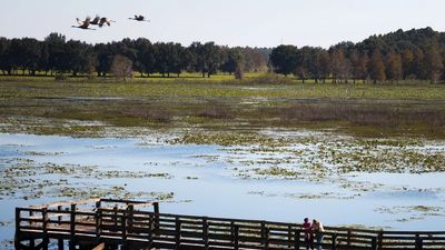 LOREN ELLIOTT | Times Sandhill cranes fly over Crews Lake Wilderness Park off Shady Hills Road in Pa