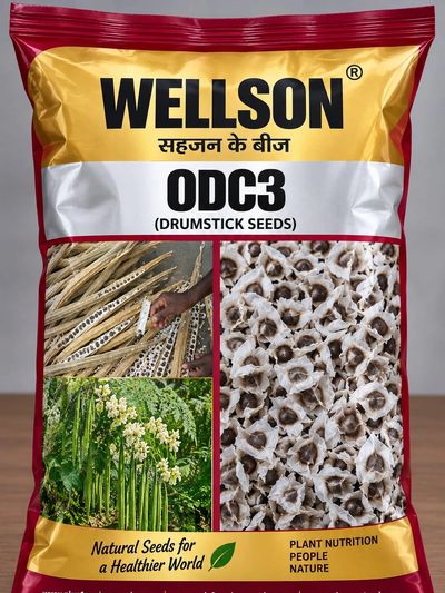 Quality Moringa Seeds for Commercial Cultivation | Manufactured & Supplied by RK EXPORTS & IMPORTS 