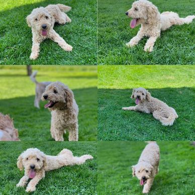 Red cockapoo apricot cockapoo puppies for sale 