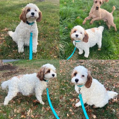 Red and white Cockapoo 