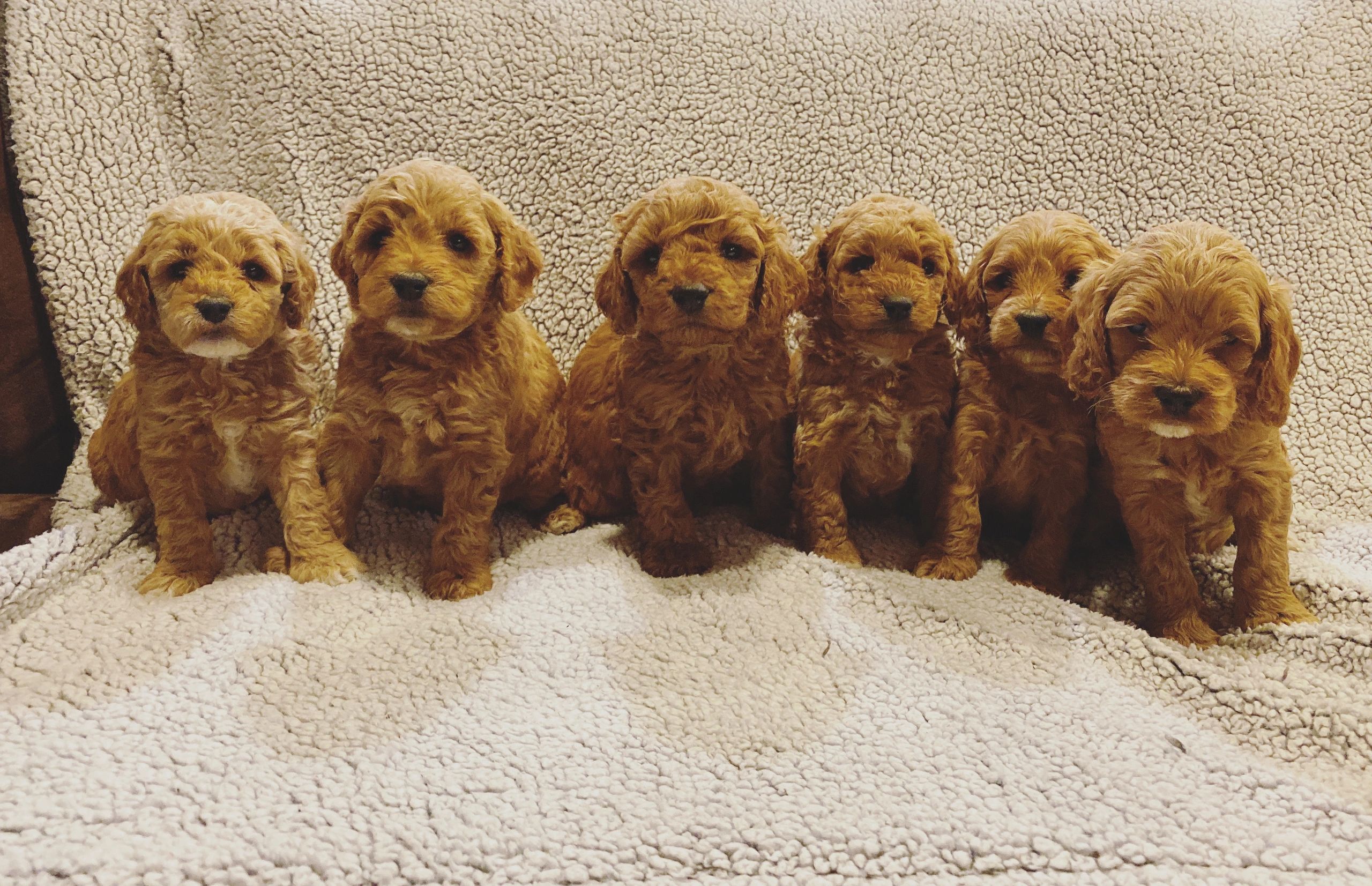 red and white cockapoo adult