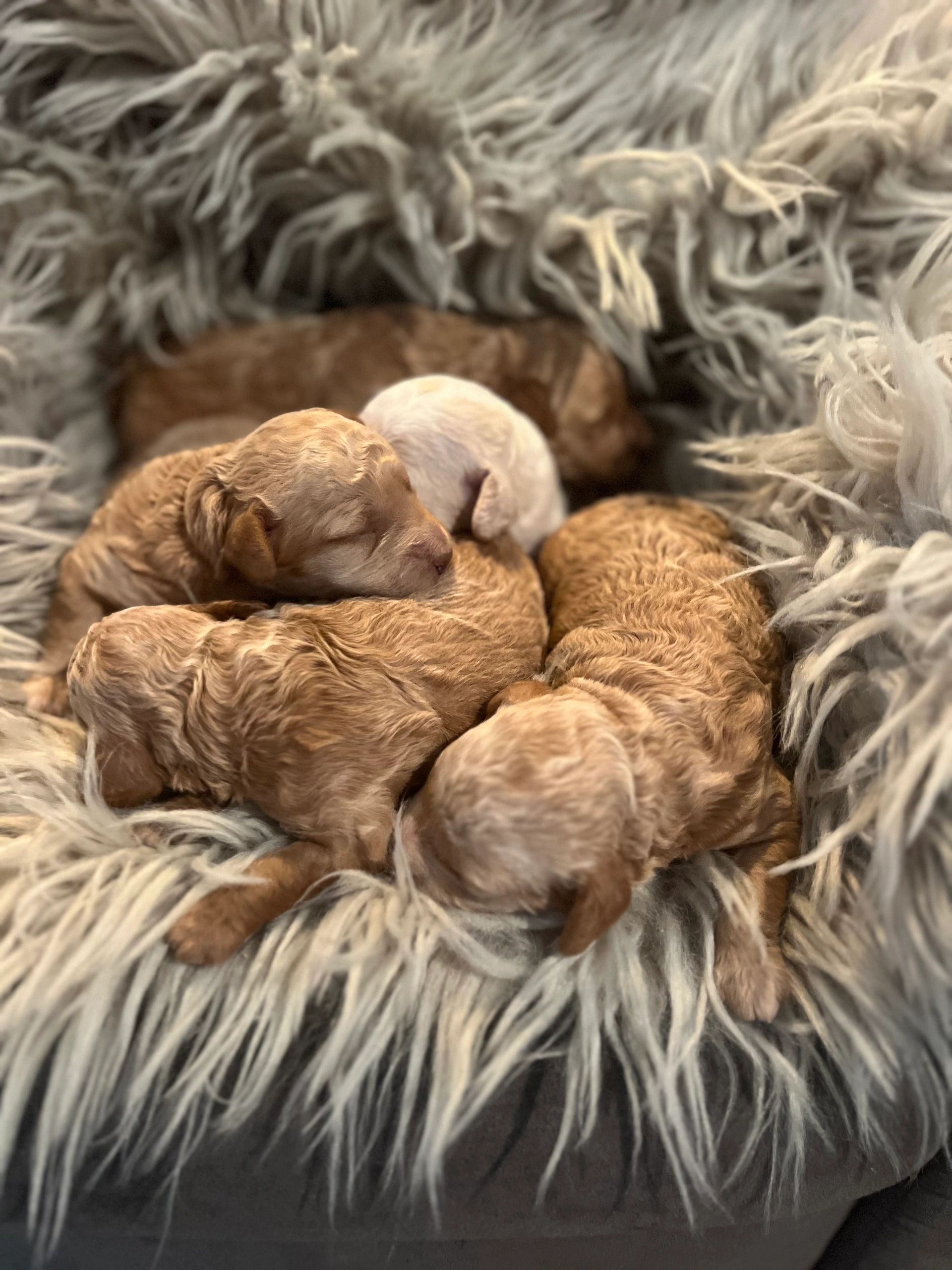 Past Puppies!
