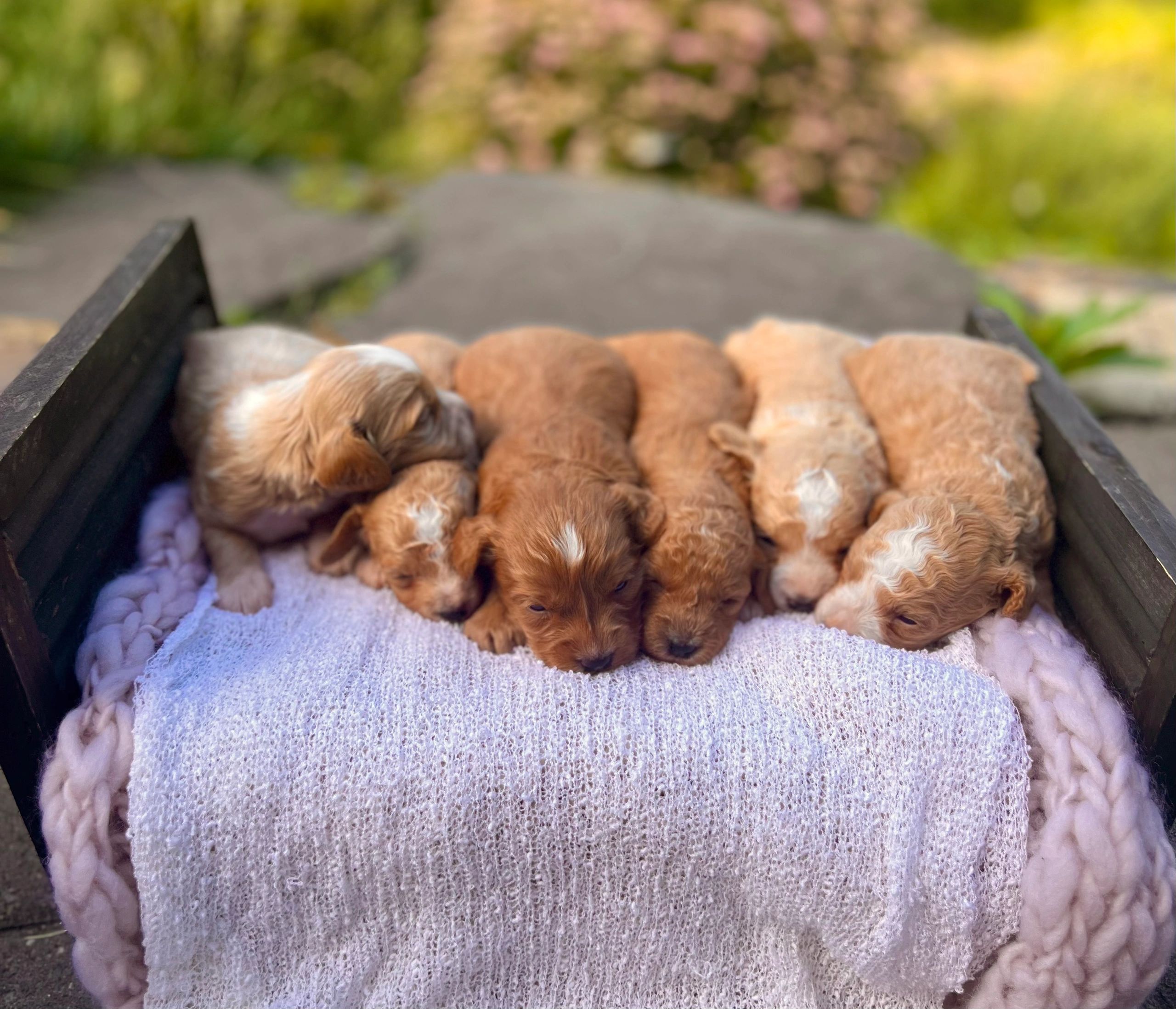 Past Puppies!