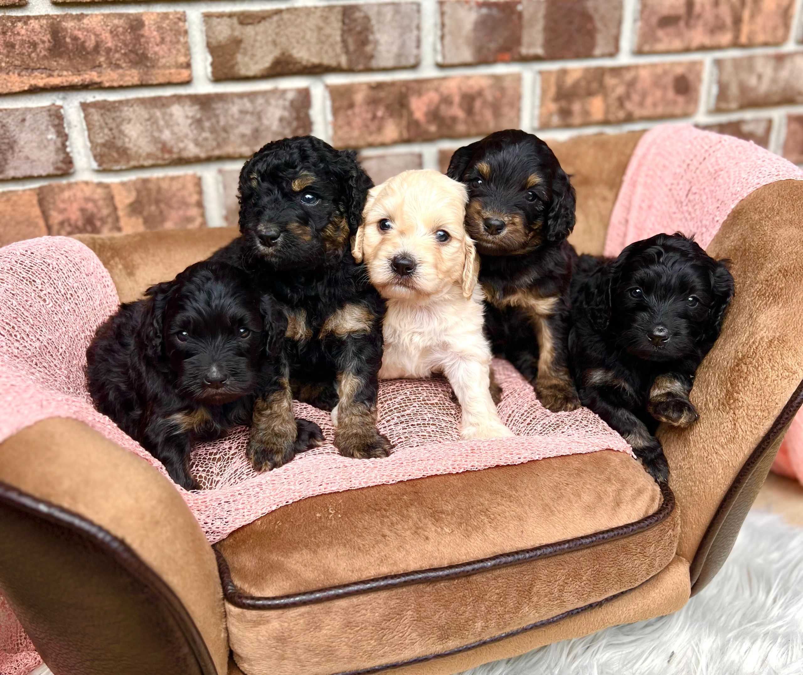 Past Puppies!