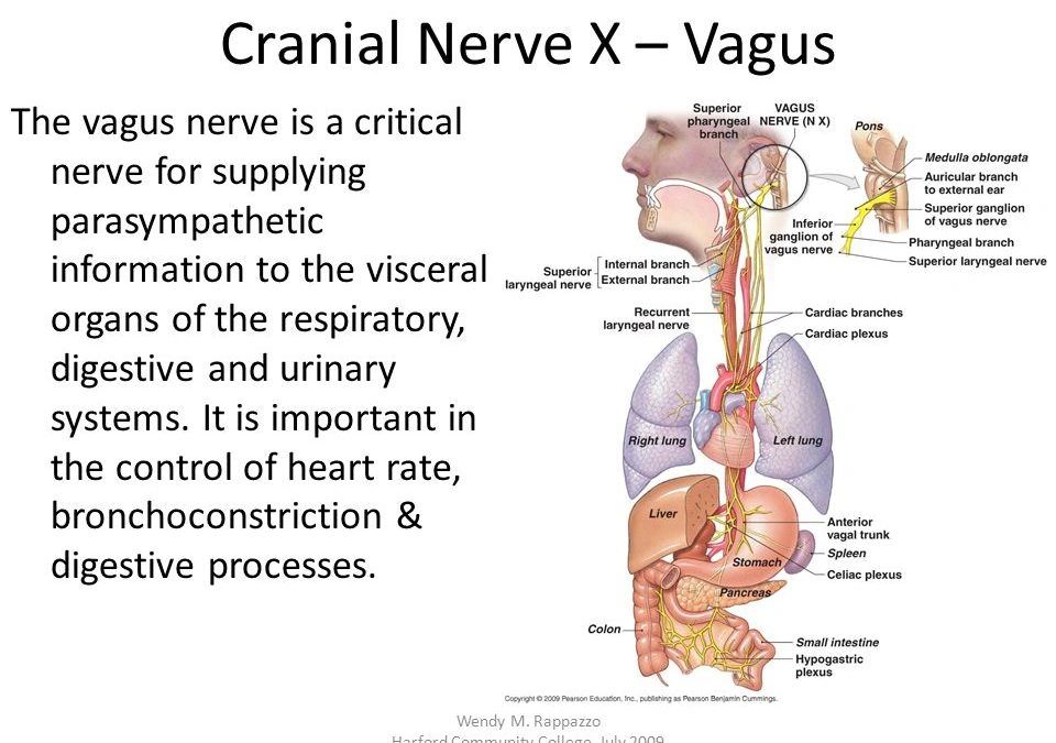 Vagus Example The functions of the vagus nerve (part 1)