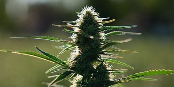 We are a farm in Colorado. Our hemp is grown 