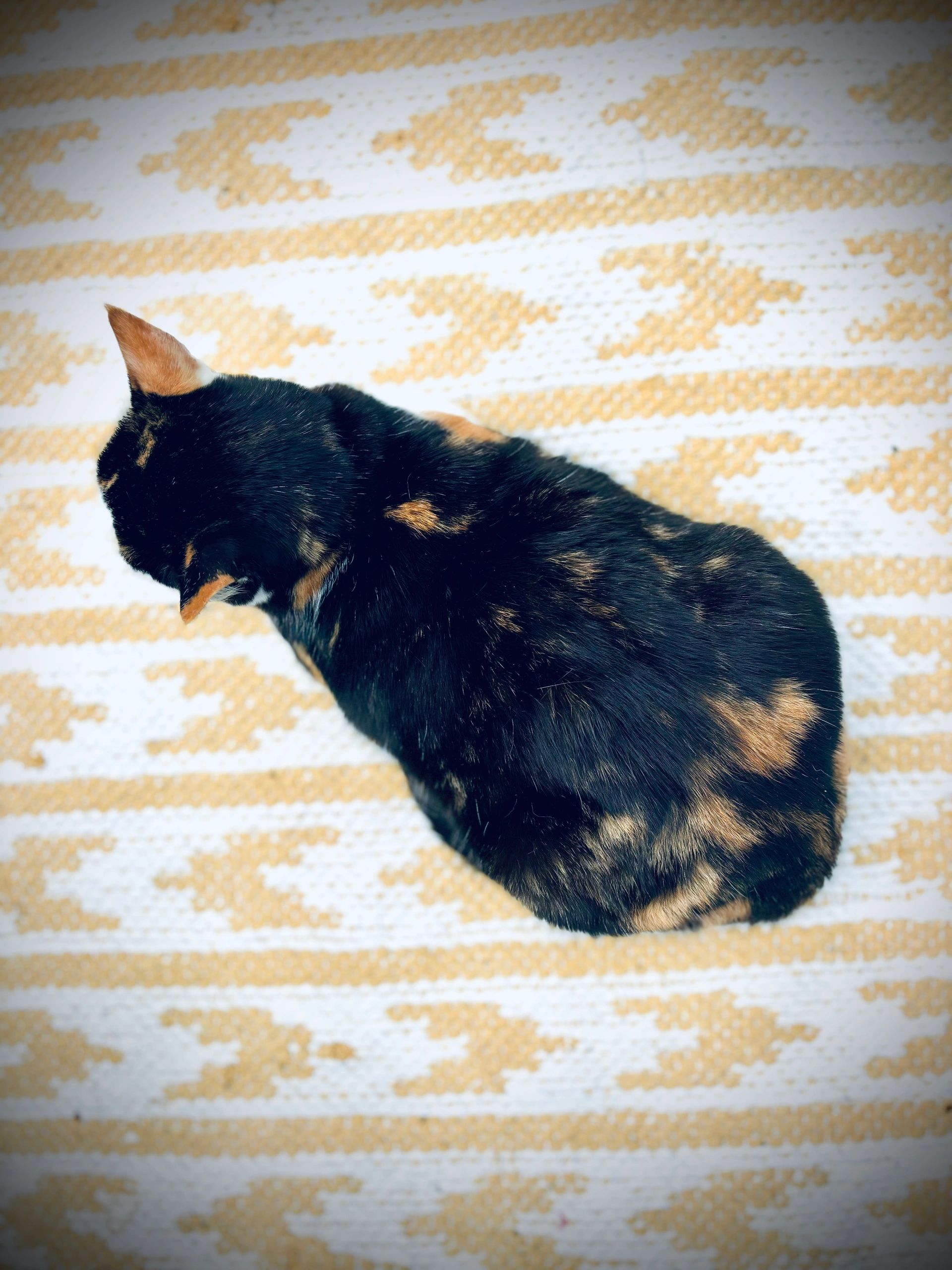 Tortoiseshell cat sitting on a patterned rug.
