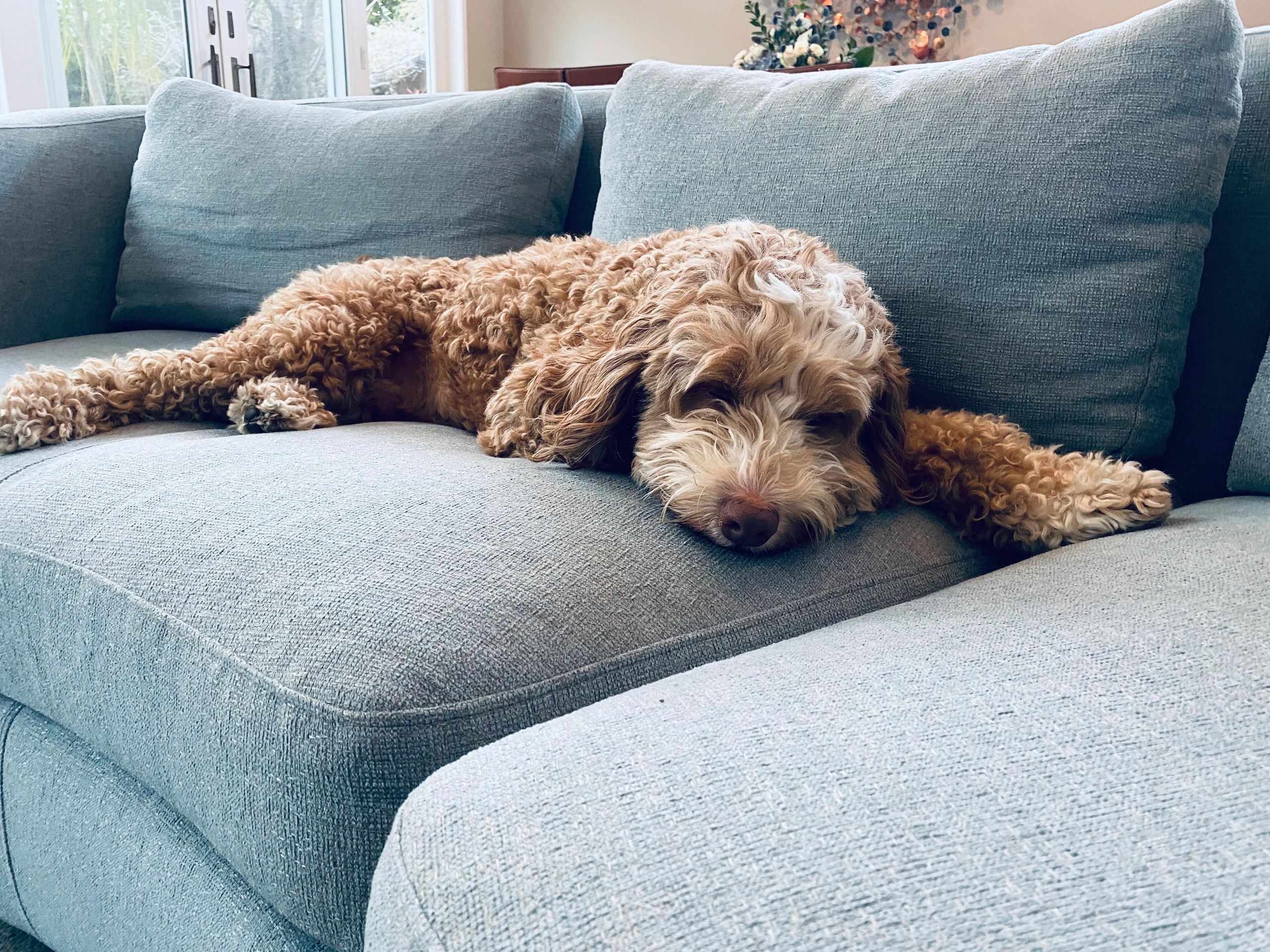 Curly-haired dog resting on a blue sofa.