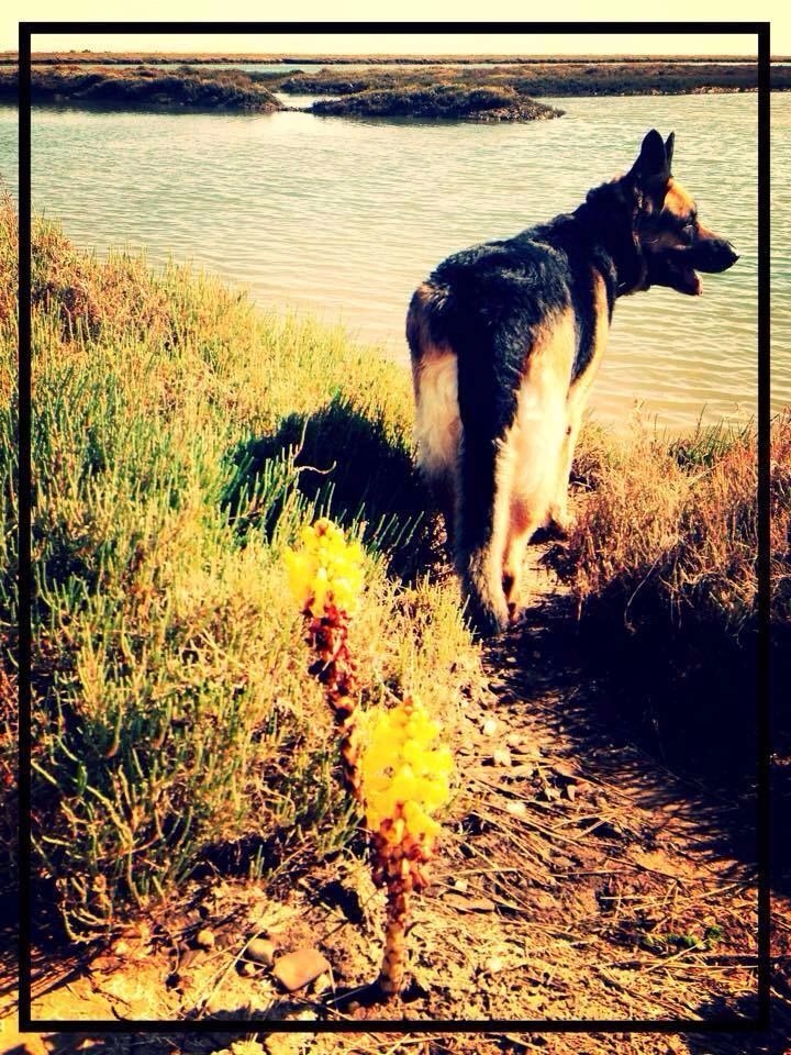 German Shepherd walking near water on a sunny day.