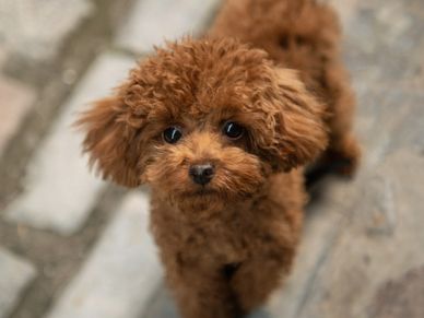 Teacup caniche cheap