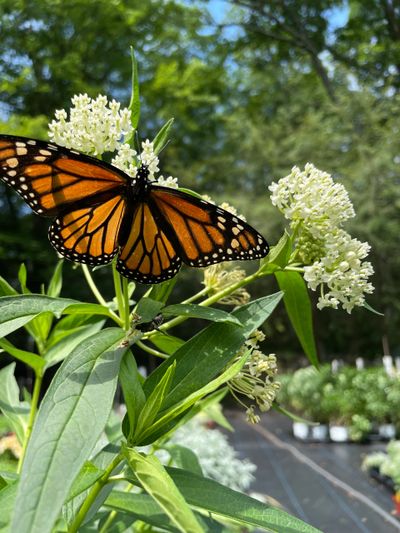 A monarch butterfly feeding on white flowers in a garden.