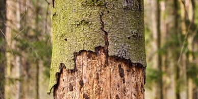 Dead and Diseased Tree Removal