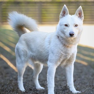 A white dog standing outdoors with a fluffy tail and alert ears.