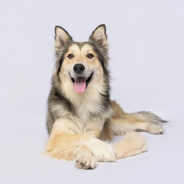 A happy dog with its tongue out lying down against a plain background.