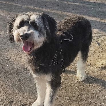 Happy black and white dog standing outdoors on a sunny day.