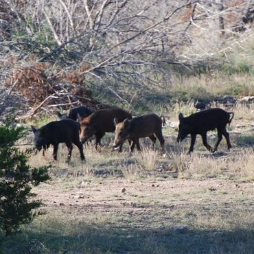 group of 5 hogs