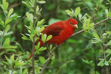 Scarlet tanager bird